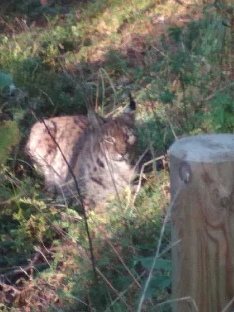 W listopadzie ryś widziany był w okolicy parkingu leśnego w Wierzchucinie.