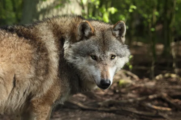 W całej Polsce żyje około 2 tys. wilków. To niewiele, biorąc pod uwagę liczebność innych zwierząt leśnych. Dla przykładu, na terenie kraju mamy sporo ponad 900 tys. saren. Od 2008 roku wilk jest gatunkiem chronionym w Polsce.
