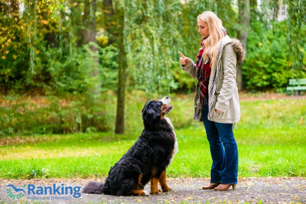 Odpowiednie przeszkolenie psa jest korzystne zarówno dla właściciela, jak i dla zwierzaka. 