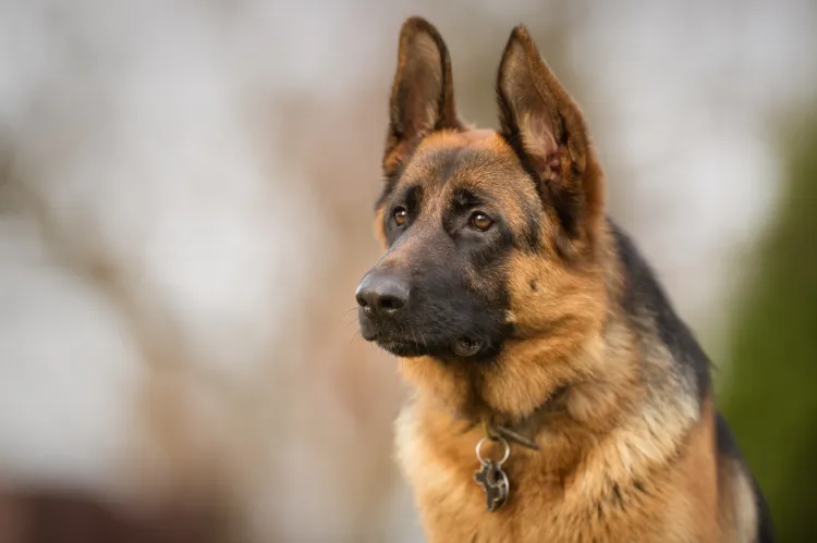 Opiekunka pogryzionego psa prosi o kontakt świadków zdarzenia oraz właścicielkę owczarka niemieckiego. Zdjęcie poglądowe psa tej rasy.