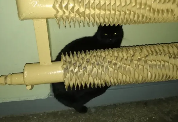 Od początku stycznia czarny kot błąka się po klatce schodowej na Morenie.