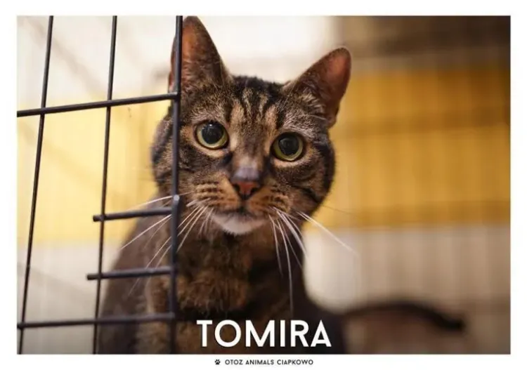 Miejsce, jakiego szuka Tomira, to spokojny dom bez innych zwierząt. Dom, w którym będzie mogła zaznać spokoju i miłości.