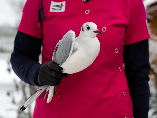Pod opiekę ośrodka "Ostoja" zimą trafiają ptaki z objawami zatrucia pokarmowego.