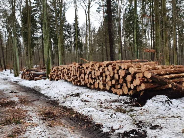 - Nie należy stosować terminu "wycinka" w stosunku do zabiegów gospodarczych prowadzonych przez leśników, bowiem sugeruje on całkowite i trwałe pozbawieniem gruntu drzew, czyli wylesienie, czego Lasy Państwowe nie robią - tłumaczy rzecznik prasowy Nadleśnictwa Gdańsk.