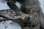 Zdjęcia sarny znalezionej w lesie na Zakoniczynie.