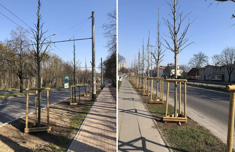 Przy al. Niepodległosci w Sopocie wiosną zasadzono 85 drzew. Niestety, takie działania to rzadkość. W ścisłych centrach miast niemal nie sadzi się nowych drzew.