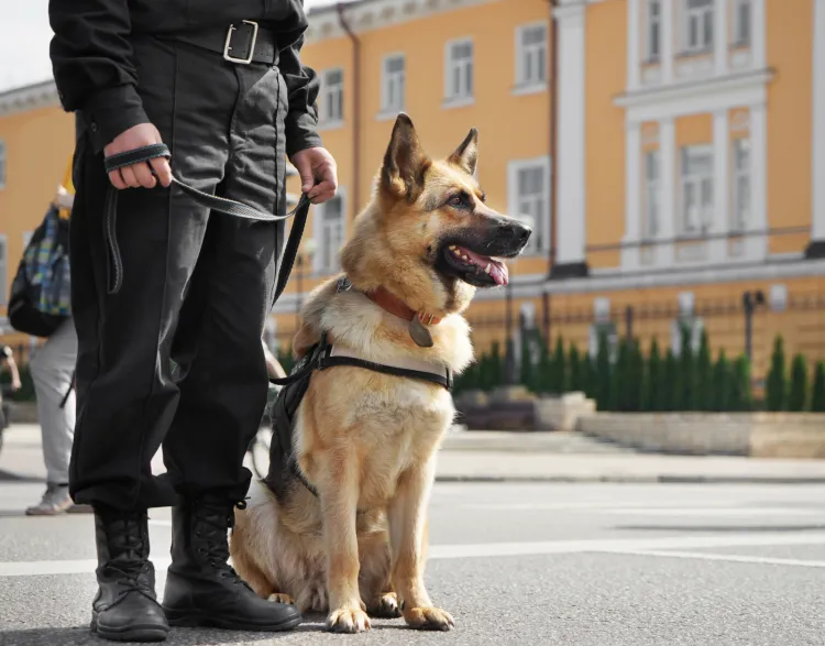 Pośród psów pracujących w Policji większość z nich to owczarki niemieckie (na zdjęciu) i owczarki belgijskie. 