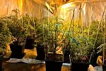 Ponad 50 krzaków marihuany odkryto w plantacji, która mieściła się w piwnicy domu we Wrzeszczu.