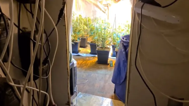 Ponad 50 krzaków marihuany odkryto w plantacji, która mieściła się w piwnicy domu we Wrzeszczu.