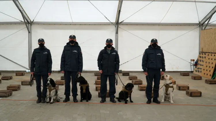 Psy służbowe celników podczas szkolenia