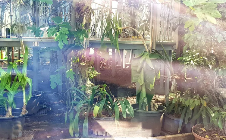 Zdjęcie naszego Czytelnika z wnętrza palmiarni wywołało sporą dyskusję na naszym portalu i w mediach społecznościowych. Urzędnicy zapewniają, że widoczne rośliny mają się dobrze.