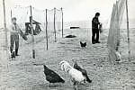 Rybacy suszą sieci na plaży. Zdjęcie wykonane w 1939 roku.