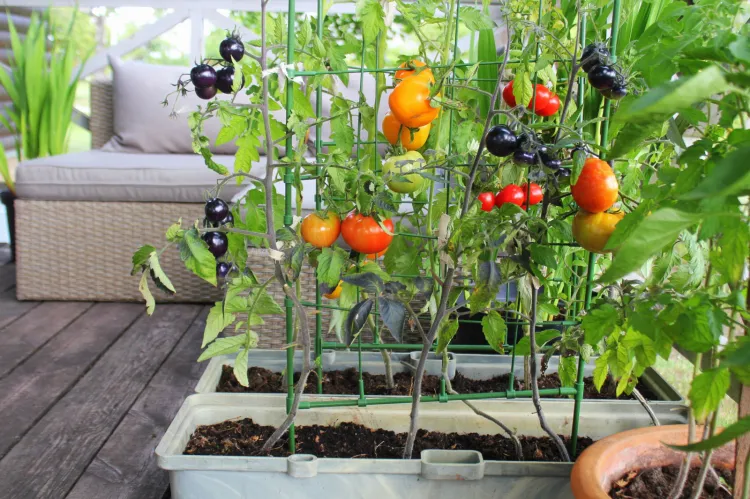 Uprawa warzyw na balkonie to doskonałe rozwiązanie dla mieszkańców miast, którzy nie posiadają własnego ogrodu. Uprawiając taki balkonowy ogródek, mamy pod ręką nieco świeżej i ekologicznej żywności, o znanym pochodzeniu. 