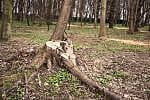 Radni mówią o "rzezi drzew" na Westerplatte. Prowadzący tam prace odpierają zarzuty i tłumaczą, że wycięli drzewa suche i zamierające.