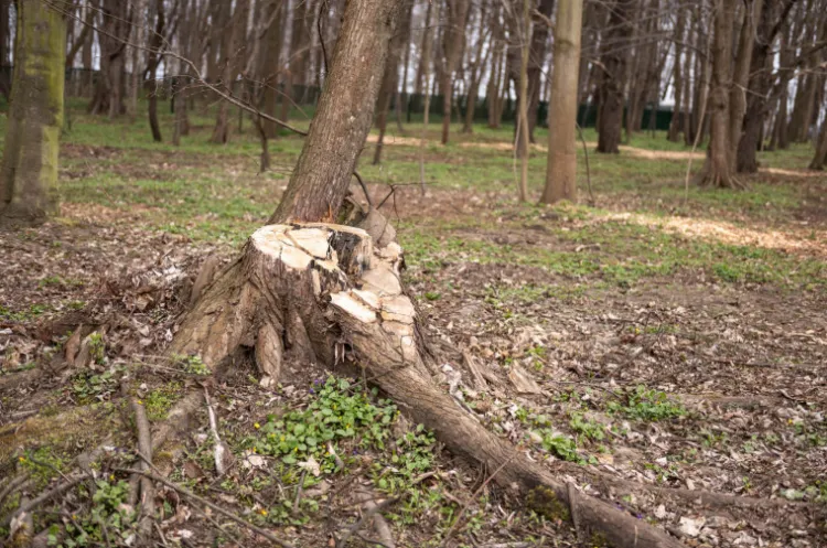 Radni mówią o "rzezi drzew" na Westerplatte. Prowadzący tam prace odpierają zarzuty i tłumaczą, że wycięli drzewa suche i zamierające.