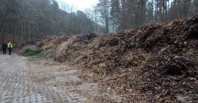 Zdjęcie z interwencji inspektorów WIOŚ w Sopocie. Karę nałożono za składowanie odpadów zielonych ("górki" po prawej stronie) w lesie przy ul. 23 Marca.