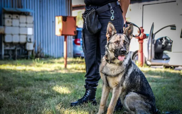 Dzięki ustawie uregulowany zostanie status psów służących m.in. w policji, czy straży, po tym jak te przejdą już na emeryturę.