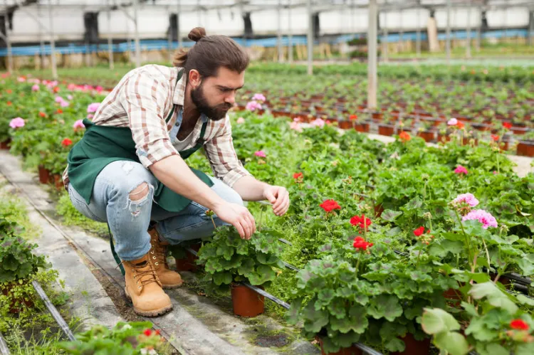 Jedną z najczęściej wybieranych roślin na taras czy balkon jest pelargonia. Jest stosunkowo łatwa w utrzymaniu, dobrze toleruje nawet lekkie przesuszenie czy nasłonecznienie. 