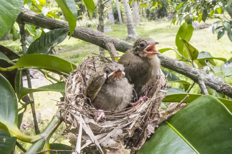 Niedużym nakładem pracy możemy pomóc ptakom w zbudowaniu solidnego gniazda.