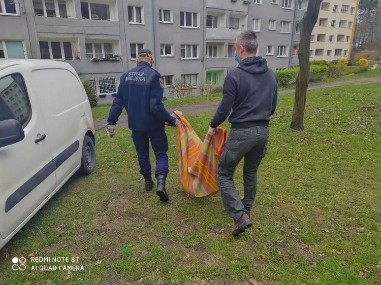 Ekopatrol Straży Miejskiej w Gdyni przewiózł koziołka do lecznicy weterynaryjnej.