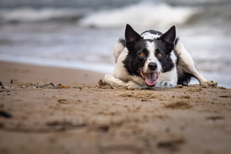 Na gdańskie plaże można wejść z psami przez cały rok. Wyjątkiem są kąpieliska w sezonie wakacyjnym.