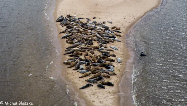 Mewia Łacha na Wyspie Sobieszewskiej to miejsce chętnie odwiedzane przez foki.