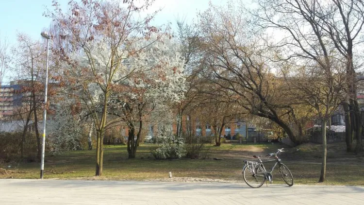 W okolicy ul. Jagiellońskiej zakwitną wiśnie.
