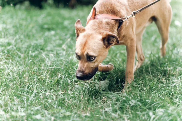 Nauczenie psa, aby nie ruszał niczego, co znajdzie na trawniku, jest wyjątkowo trudne.