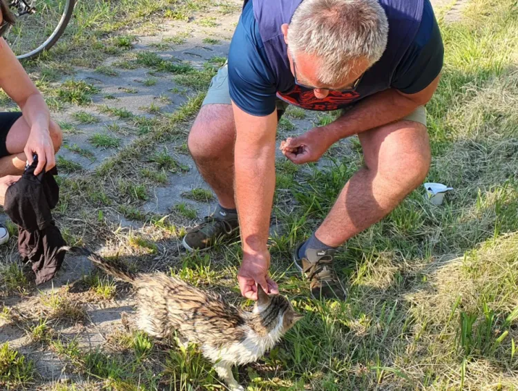 Młody kot wpadł do Kanału Raduni. Udało się udzielić mu pomocy.
