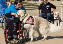 Pies-przewodnik niewidomego, czy pies asystujący osobie niepełnosprawnej jest zawsze oznaczony w bardzo widoczny sposób.