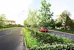 Mocno promowane są też projekty dotyczące zieleni. To wizja przekształcenia ulic Nałkowskiej i Brzechwy w zielone aleje.