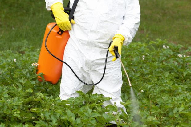 Pestycydy szkodzą nie tylko szkodnikom; zatruwają też ptaki, płazy i zwierzęta domowe.