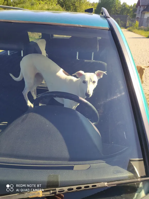 Zostawianie psa zamkniętego w samochodzie latem jest absolutnie niedopuszczalne.