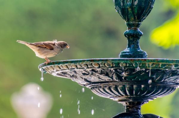 Latem możemy ulżyć ptakom i innym małym zwierzętom, wystawiając dla nich miskę z wodą.