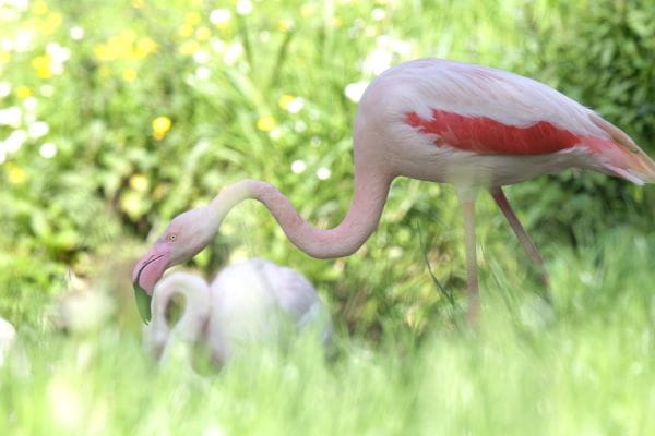 Piękne flamingi wracają na wybieg gdańskiego zoo.