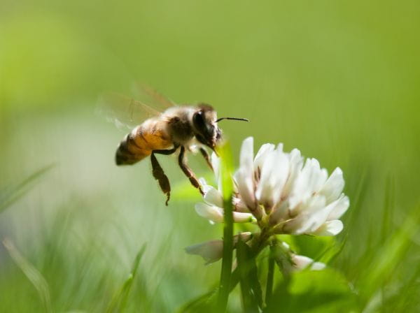 Według wielu naukowców tworzenie pasiek miejskich dla pszczół miodnych nie jest dobrym pomysłem.