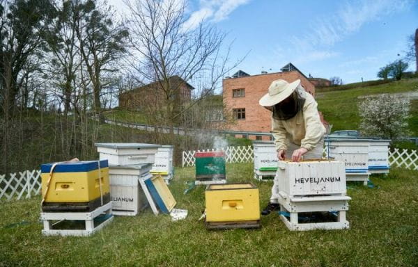 Tereny Hevelianum zamieszkuje m.in. rodzina pszczół miodnych.