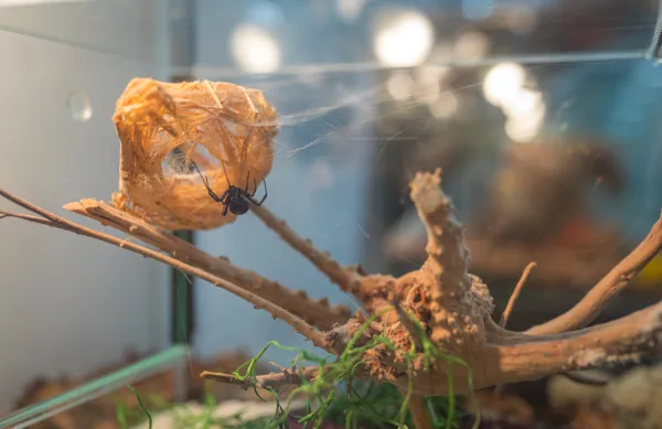 Goście wystawy oglądają pająki i skorpiony ze wszystkich zamieszkałych kontynentów świata.