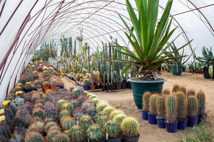 Kolekcja pana Mieczysława liczy 5 tys. roślin. Najwyższe kaktusy mają po 3 metry wysokości i liczą ponad 50 lat.