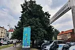 Wycinka drzew na Podwalu Staromiejskim uzależniona jest od wydania pozwolenia na budowę parkingu podziemnego.
