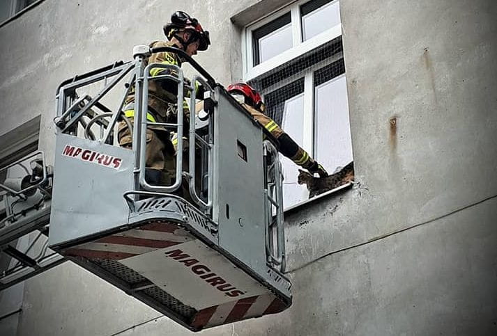 Straż pożarna interweniowała w sprawie kotki, która zakleszczyła się w oknie.