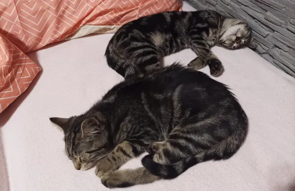 Te dwa z czterech uratowanych ze śmietnika kotów trafiły do schroniska Promyk, gdzie czekają na nowy dom.