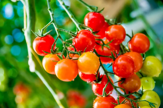 Wiele z sezonowych warzyw możemy wyhodować samodzielnie. Najlepszym przykładem są pomidory, których małą uprawę możemy prowadzić nawet na balkonie.