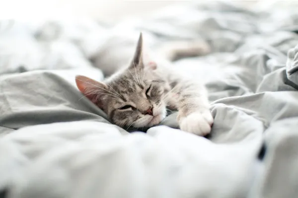 Śpisz ze swoim zwierzakiem? Zastanów się, czy twoje niewyspanie nie wynika z faktu, że śpisz na skrawku łóżka...