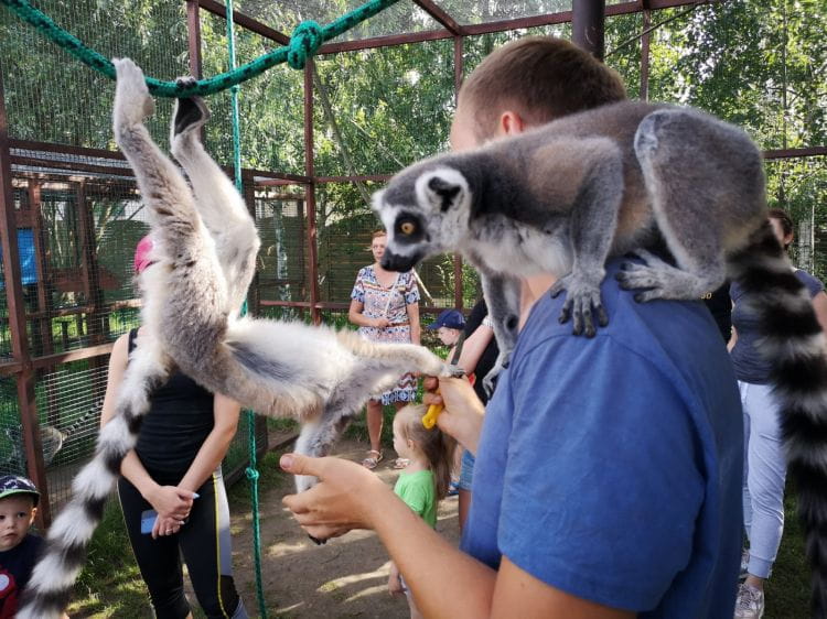 Lemur Park w Rumi przyjmuje gości do końca września.