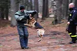 Policyjne psy przechodzą szkolenie przynajmniej raz do roku.