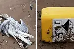 Na sopockiej plaży leżały martwe ptaki, a w ich pobliżu baniaki po chlorze.