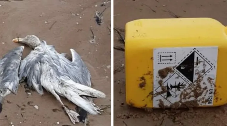 Na sopockiej plaży leżały martwe ptaki, a w ich pobliżu baniaki po chlorze.