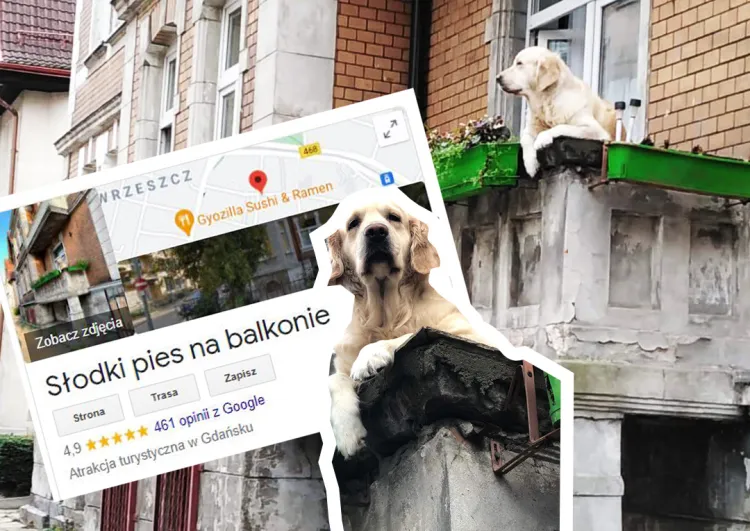 Słodki pies na balkonie jako atrakcja turystyczna ma coraz więcej ocen i opinii. 