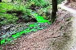 Intensywnie zielona woda w gdyńskich lasach zaniepokoiła mieszkańców.